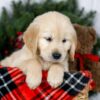 Image of Jenny, a Golden Retriever puppy