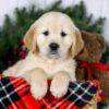 Image of Jenny, a Golden Retriever puppy