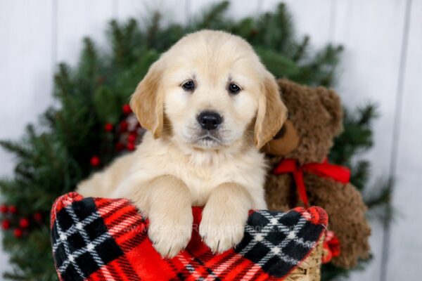 Image of Jenny, a Golden Retriever puppy