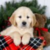 Image of Jenny, a Golden Retriever puppy