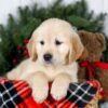 Image of Jenny, a Golden Retriever puppy