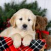 Image of Jenny, a Golden Retriever puppy