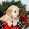 Image of Jenny, a Golden Retriever puppy