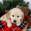 Image of Jenny, a Golden Retriever puppy