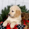 Image of Jenny, a Golden Retriever puppy