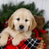 Image of Jenny, a Golden Retriever puppy