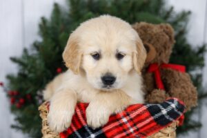 Image of Jesse, a Golden Retriever puppy