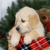 Image of Jesse, a Golden Retriever puppy