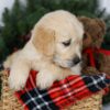 Image of Jesse, a Golden Retriever puppy