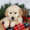 Image of Jesse, a Golden Retriever puppy