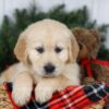 Image of Jesse, a Golden Retriever puppy