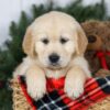 Image of Jesse, a Golden Retriever puppy