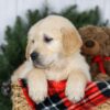 Image of Jesse, a Golden Retriever puppy