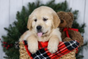 Image of Jett, a Golden Retriever puppy