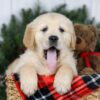 Image of Jesse, a Golden Retriever puppy