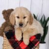 Image of Jax, a Golden Retriever puppy