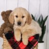 Image of Jax, a Golden Retriever puppy