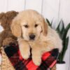 Image of Jax, a Golden Retriever puppy