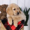 Image of Jax, a Golden Retriever puppy