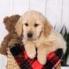 Image of Jax, a Golden Retriever puppy