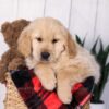 Image of Jax, a Golden Retriever puppy