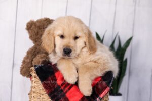 Image of Joel, a Golden Retriever puppy