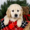 Image of Jon, a Golden Retriever puppy