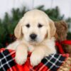 Image of Jon, a Golden Retriever puppy