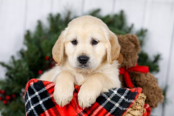 Image of Jon, a Golden Retriever puppy