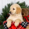 Image of Josh, a Golden Retriever puppy