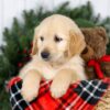 Image of Josh, a Golden Retriever puppy