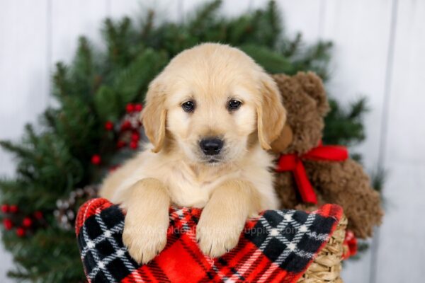 Image of Josh, a Golden Retriever puppy