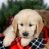 Image of Joy, a Golden Retriever puppy