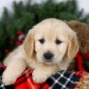 Image of Joy, a Golden Retriever puppy