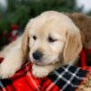 Image of Joy, a Golden Retriever puppy