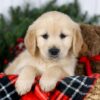 Image of Joy, a Golden Retriever puppy