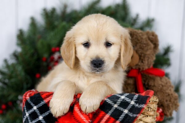 Image of Joy, a Golden Retriever puppy