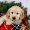 Image of Joy, a Golden Retriever puppy