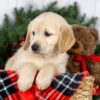 Image of Joy, a Golden Retriever puppy