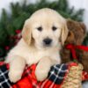 Image of Joy, a Golden Retriever puppy