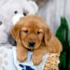 Image of Kaden, a Golden Retriever puppy