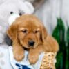 Image of Kaden, a Golden Retriever puppy