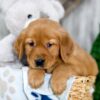 Image of Kaden, a Golden Retriever puppy