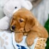 Image of Kaden, a Golden Retriever puppy