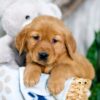 Image of Kaden, a Golden Retriever puppy