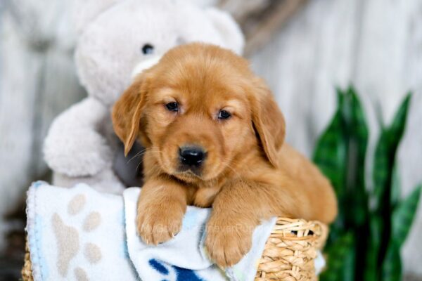 Image of Kaden, a Golden Retriever puppy