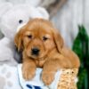 Image of Kaden, a Golden Retriever puppy