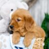 Image of Kaden, a Golden Retriever puppy