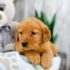 Image of Kayla, a Golden Retriever puppy