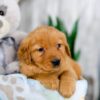 Image of Kayla, a Golden Retriever puppy